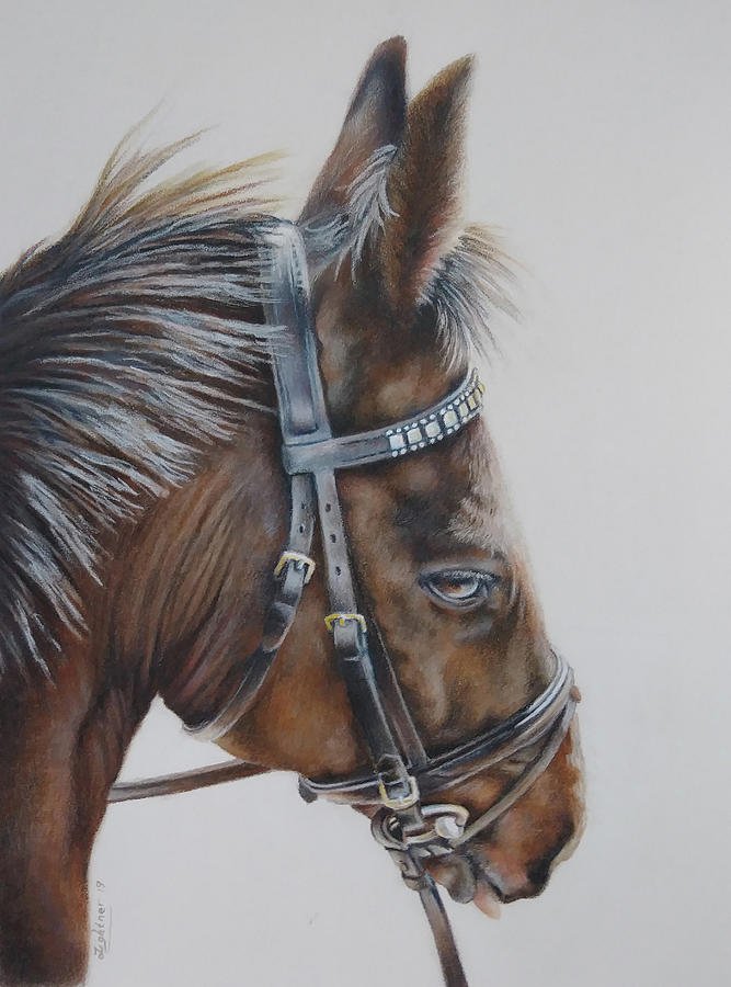 Brown Horse Drawing by Barbara Lightner - Fine Art America