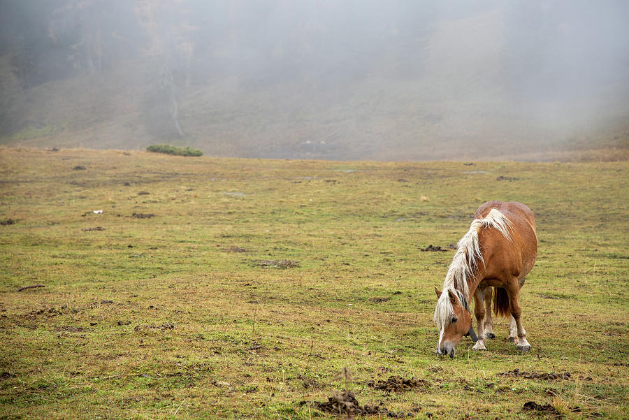 Brown horse feeding in the field. Photograph by Michalakis Ppalis