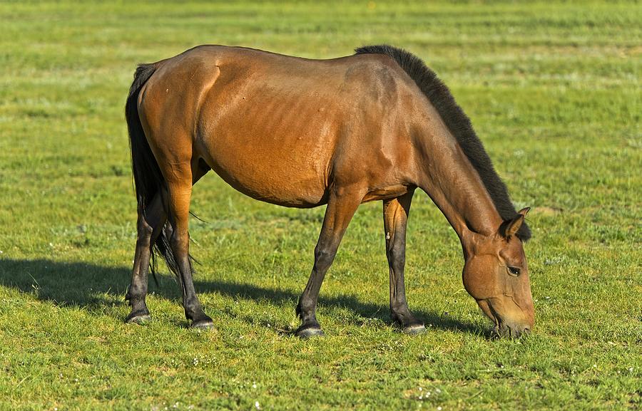 Brown horse grazing in grassland, Orchon Valley, Mongolia Photograph by Guenter Fischer Brown horse grazing in grassland, Orchon Valley, Mongolia Photograph by Guenter Fischer