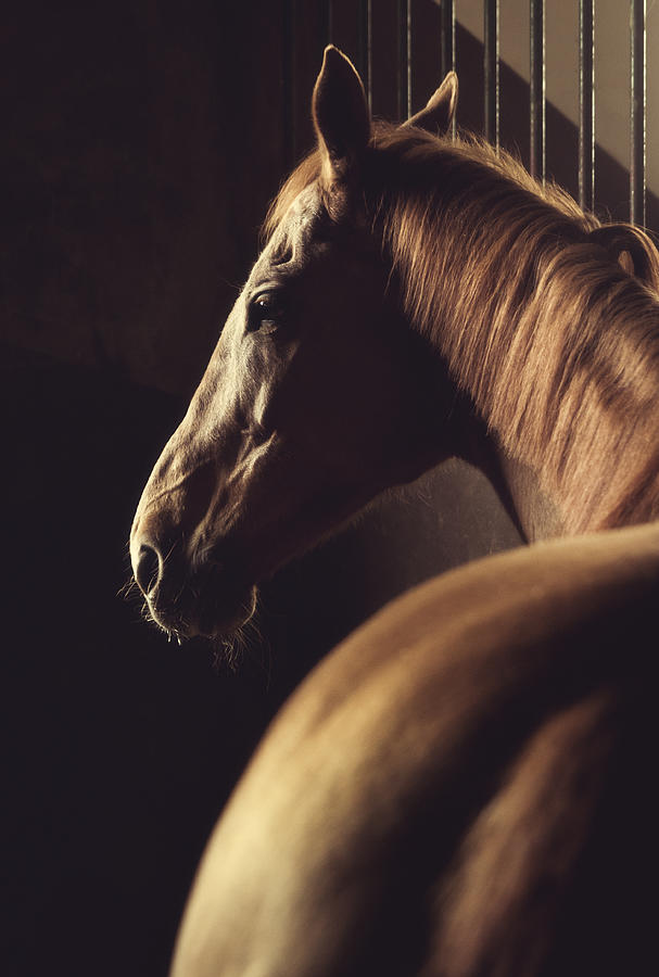 Brown horse headshot in stable Photograph by IvanJekic