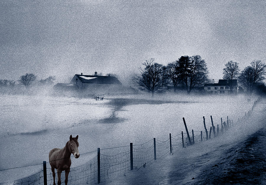 Brown Horse on a Blue Farm Photograph by Wayne King