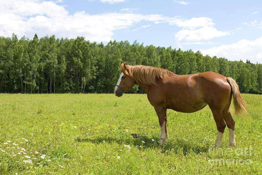 Brown horse on a meadow Photograph by Irina Afonskaya