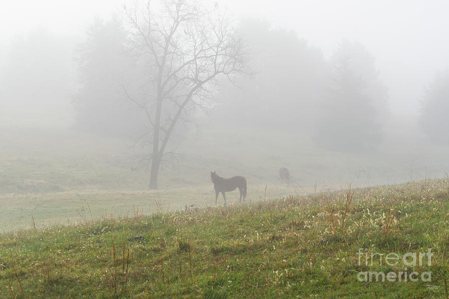 Brown Horses In The Fog Photograph by Jennifer White