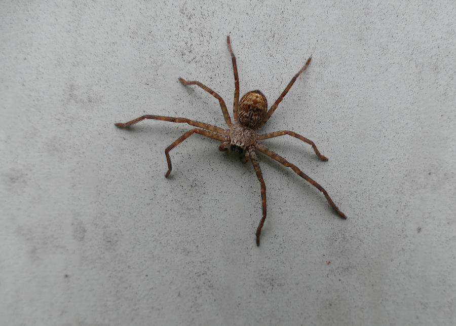 Brown Huntsman Spider Photograph by Maryse Jansen