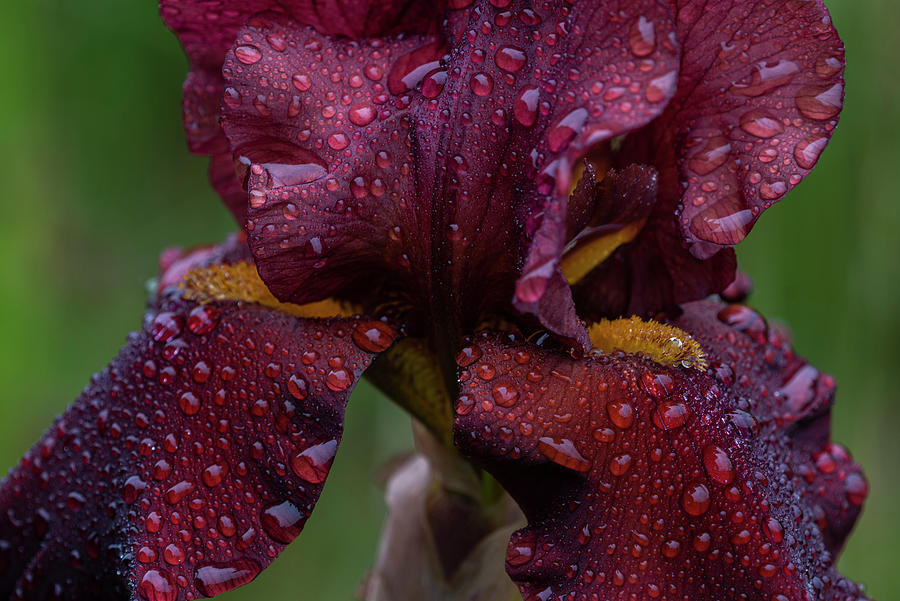 Brown Iris in Rain Photograph by Robert Potts