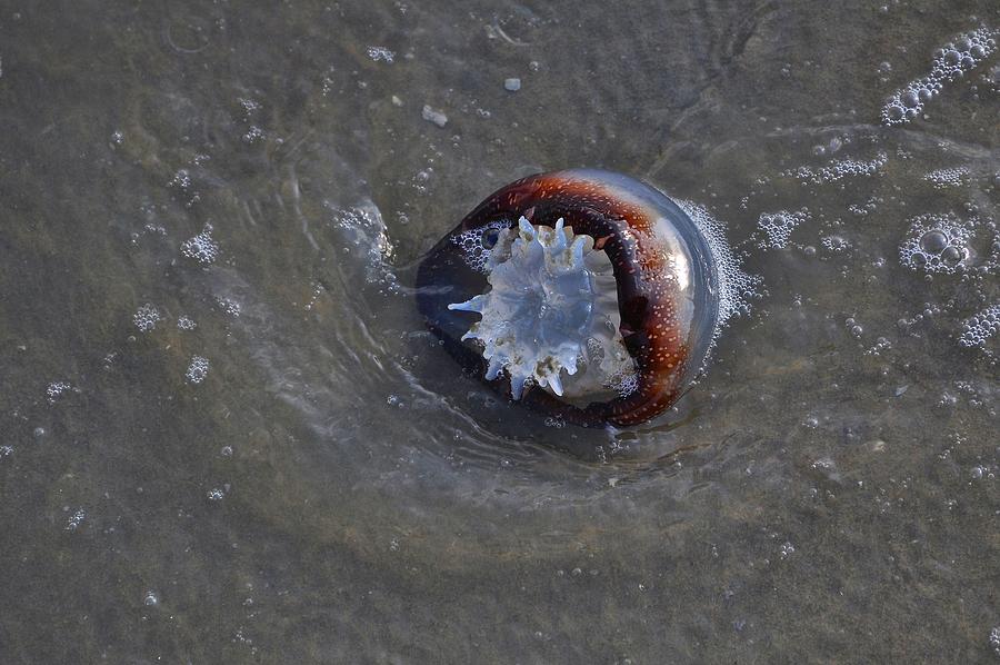 Brown Jellyfish In Shallows Photograph