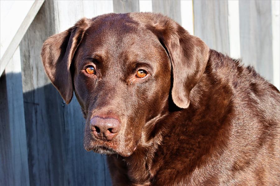 Brown Lab Photograph by Dan Higgins - Fine Art America