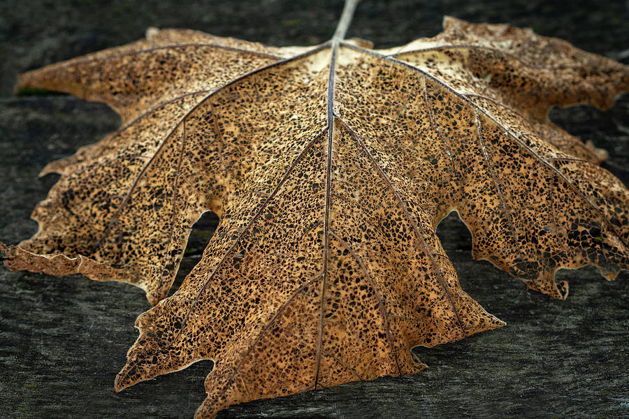 Brown Leaf Photograph by David Morehead