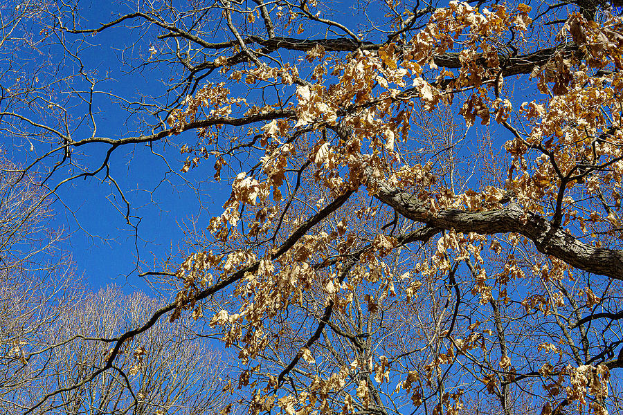 Brown Leaves on Blue Background - Wadsworth, Illinois Photograph by David Morehead