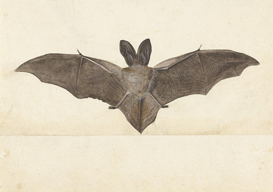 Brown long-eared bat Drawing by Anonymous