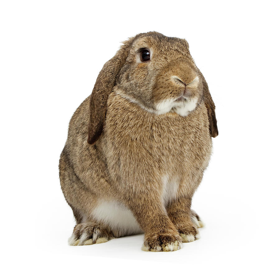 Easter Photograph - Brown Lop-earred Rabbit Isolated on White by Good Focused