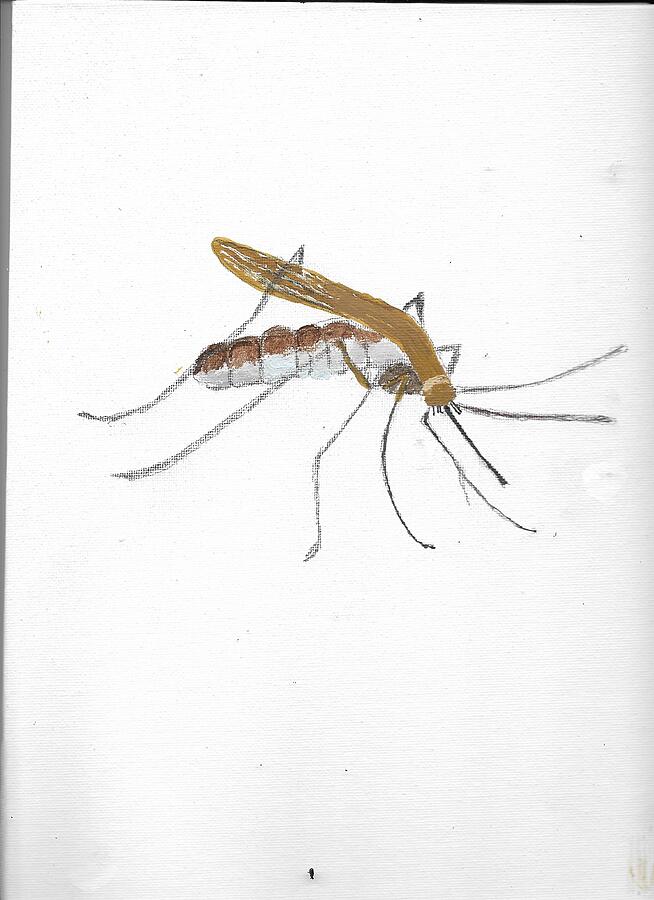 ifart brown mosquito