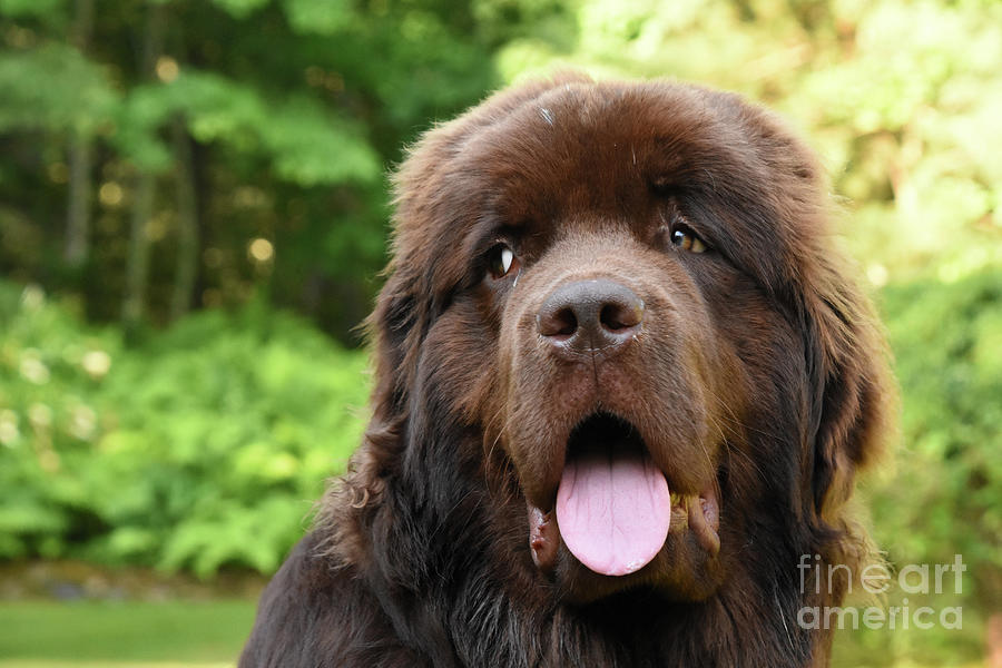 Newfoundland and best sale shepherd mix