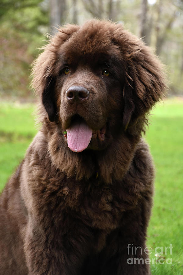 Brown Newfoundland Dog with His Pink Tongue Out Photograph by DejaVu ...