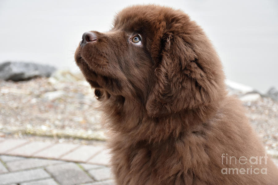 Very Cute Brown Newfoundland Puppy Dog Sitting By The River Poster