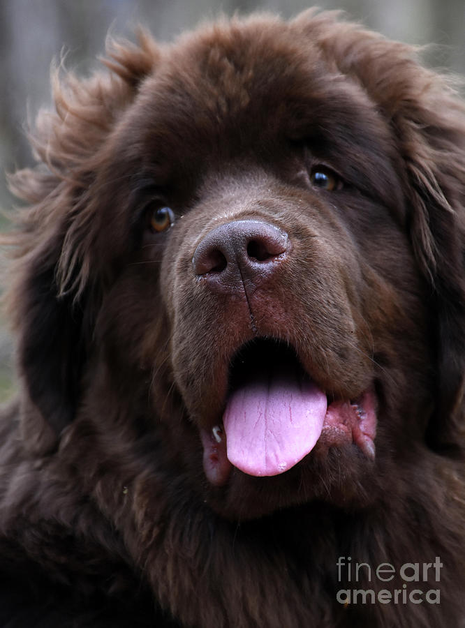 Brown Nose on a Brown Newfoundland Dog Looking Cute Photograph by ...