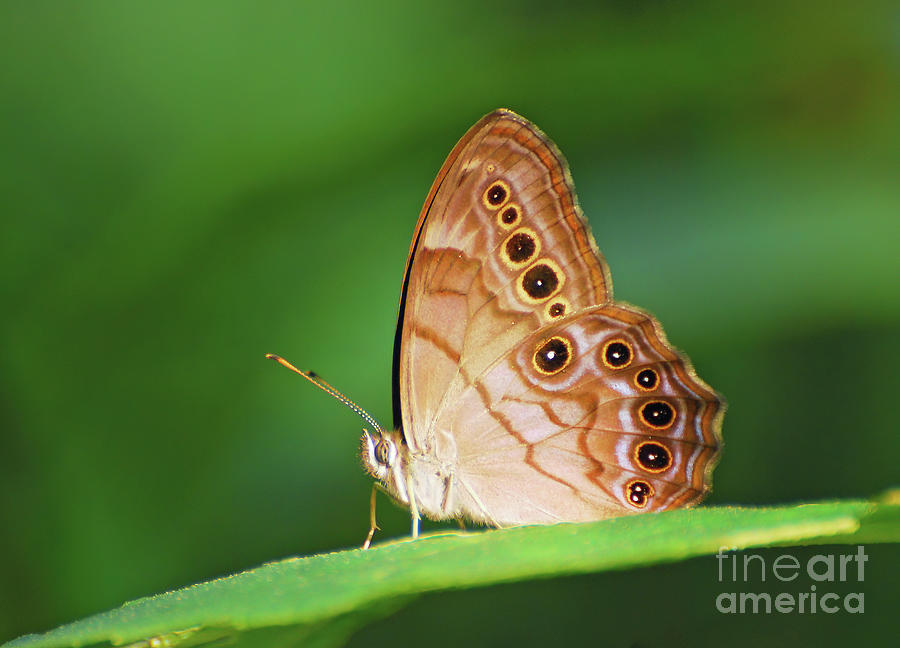 Brown on Green - Eyed Butterfly Photograph by Kerri Farley
