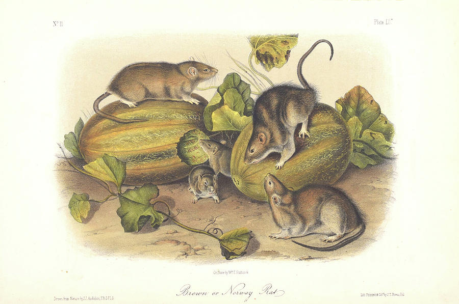 Brown or Norway Rat c. 1851 Digital Art by Kim Kent