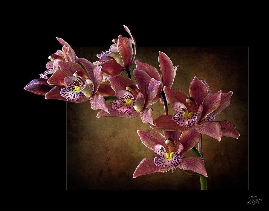 Brown Orchids Photograph by Endre Balogh