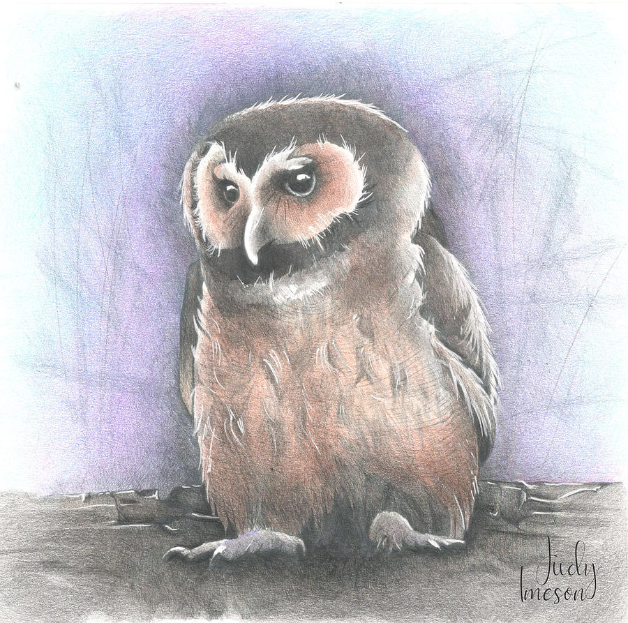 Brown Owl Mixed Media by Judy Imeson