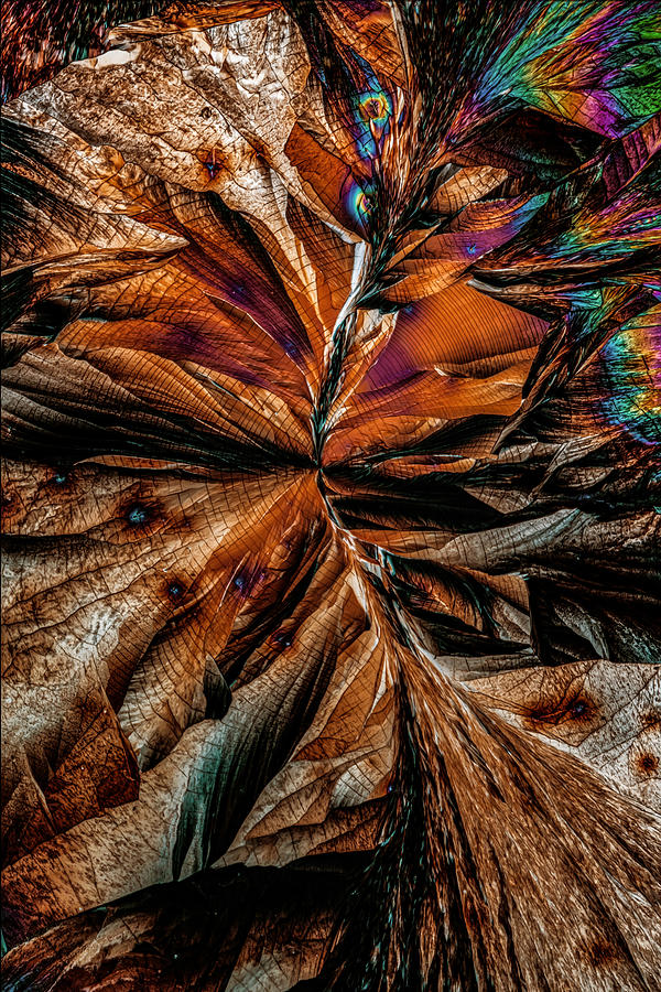 Brown path of crystals Photograph by Jaroslaw Blaminsky