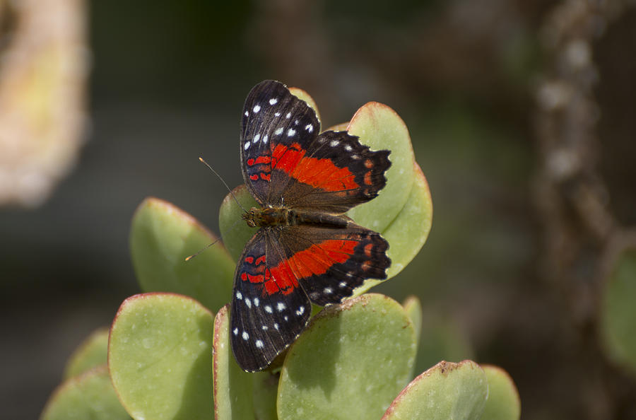 Brown peacock buttefly Photograph by Pietro Ebner