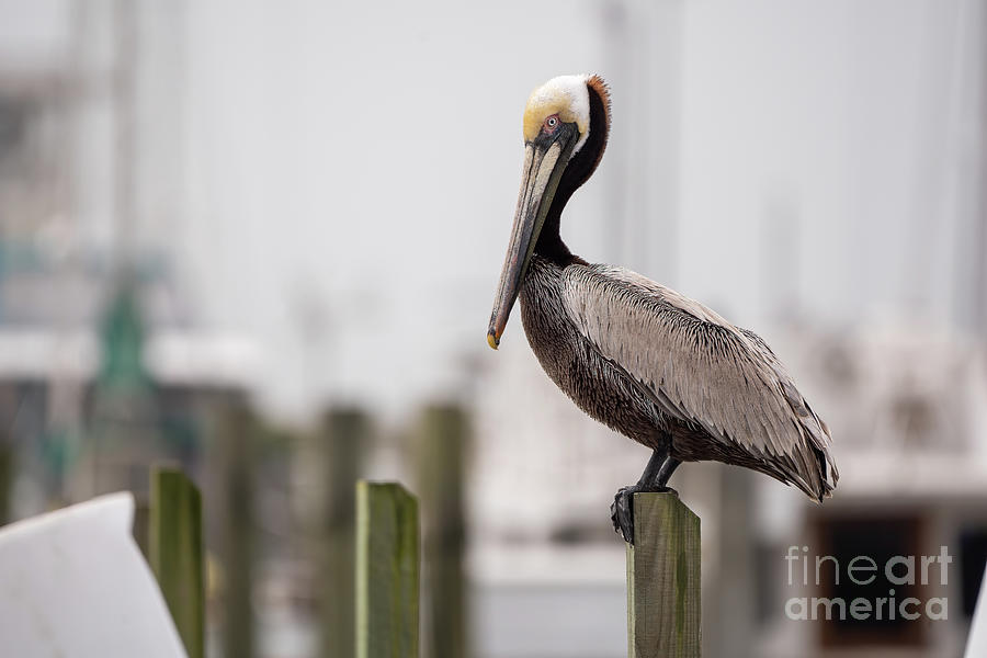 Brown Pelican 1 Photograph by Brian Wright