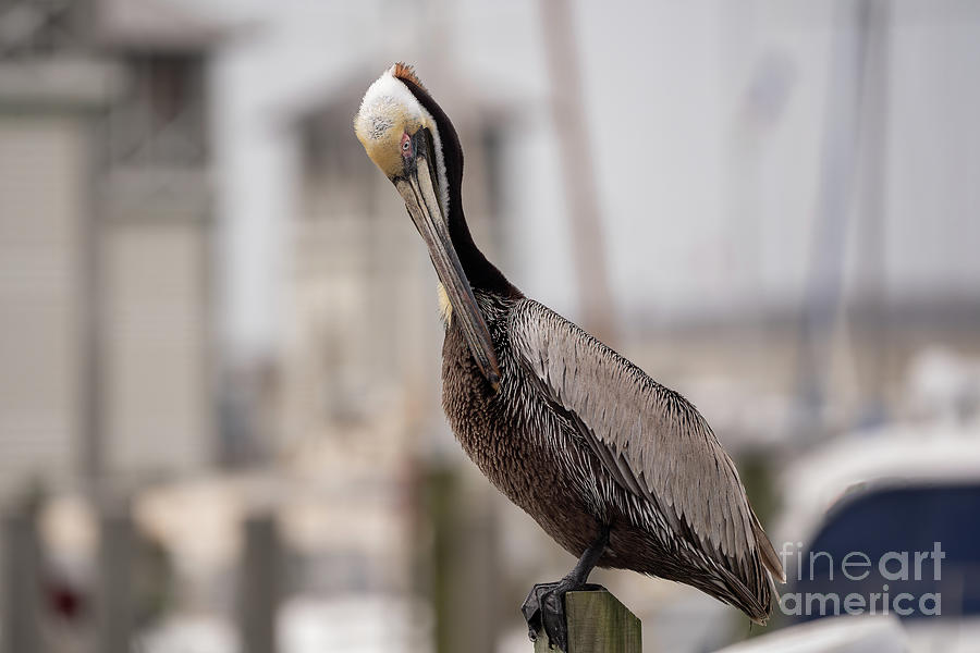 Brown Pelican 2 Photograph by Brian Wright