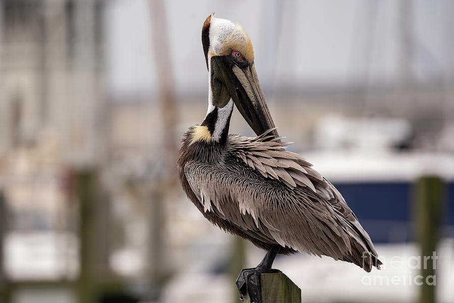 Brown Pelican 3 Photograph by Brian Wright