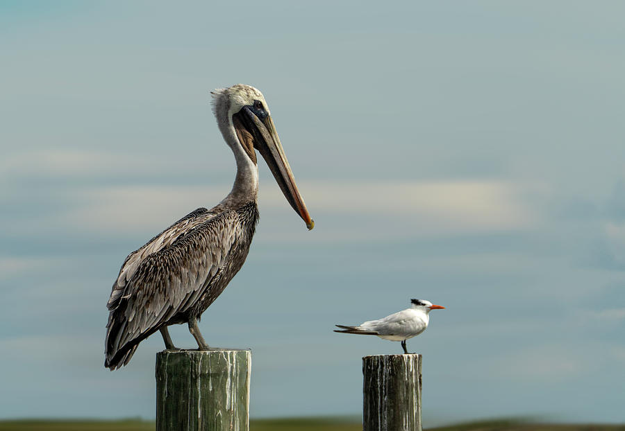 Brown Pelican And A Royal Tern Photograph