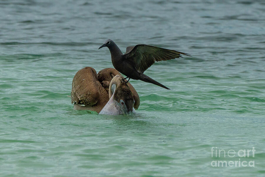 Brown Pelican and Brown Noddy Photograph by Nancy Gleason
