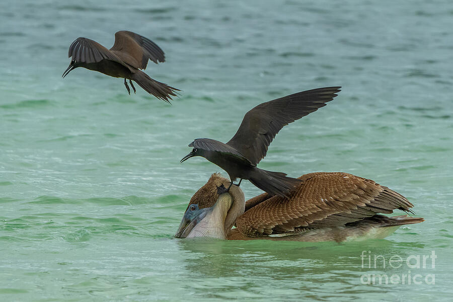 Brown Pelican and Common Noddy Terns Photograph by Nancy Gleason
