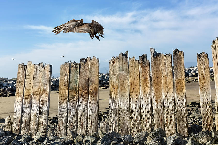 Brown Pelican And Weathered Wood At Moss Landing Photograph