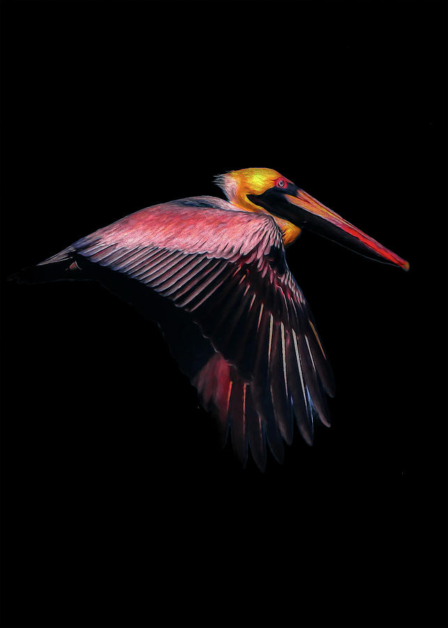 Brown Pelican Art Digital Art by Ron Grafe