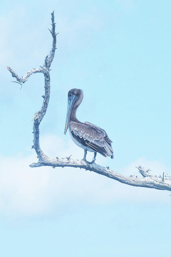 Brown Pelican at Cayo Costa Photograph by Mary Ann Artz