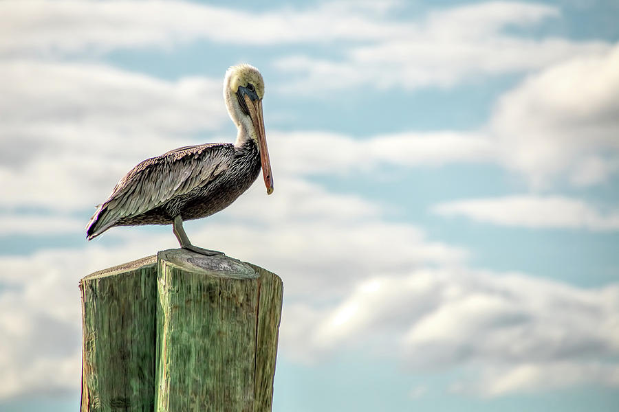 Brown Pelican at Dry Tortugas  Photograph by Kristia Adams