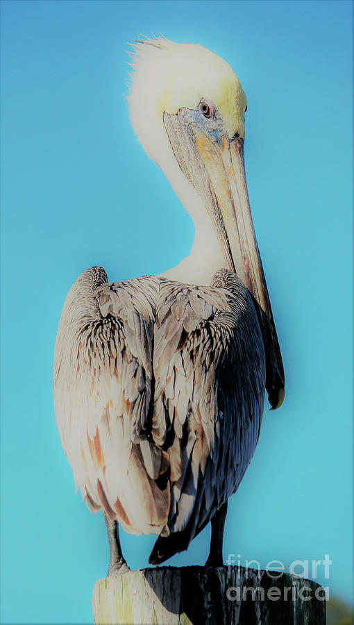 Brown Pelican Beautiful Photograph by Joanne Carey
