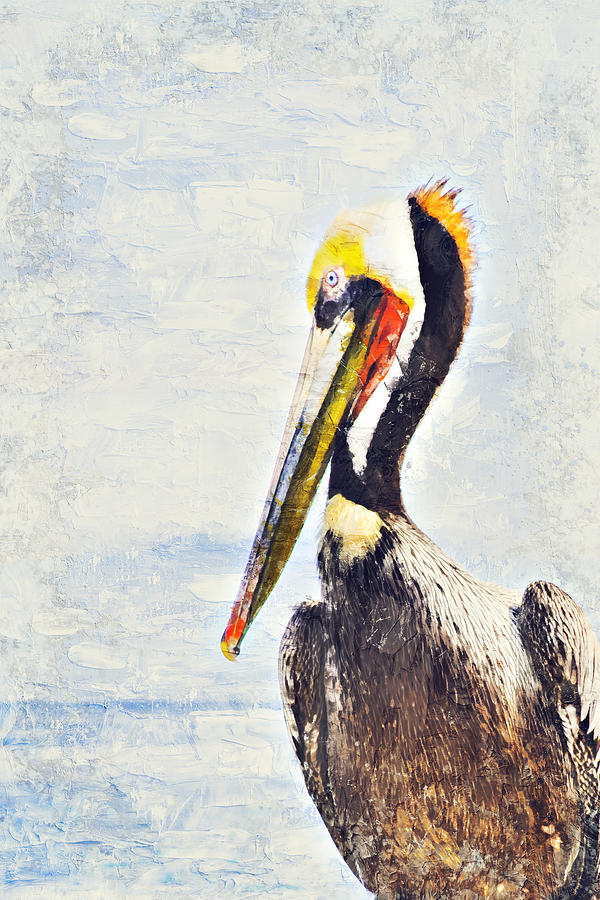 Brown Pelican Digital Art by Bonny Puckett