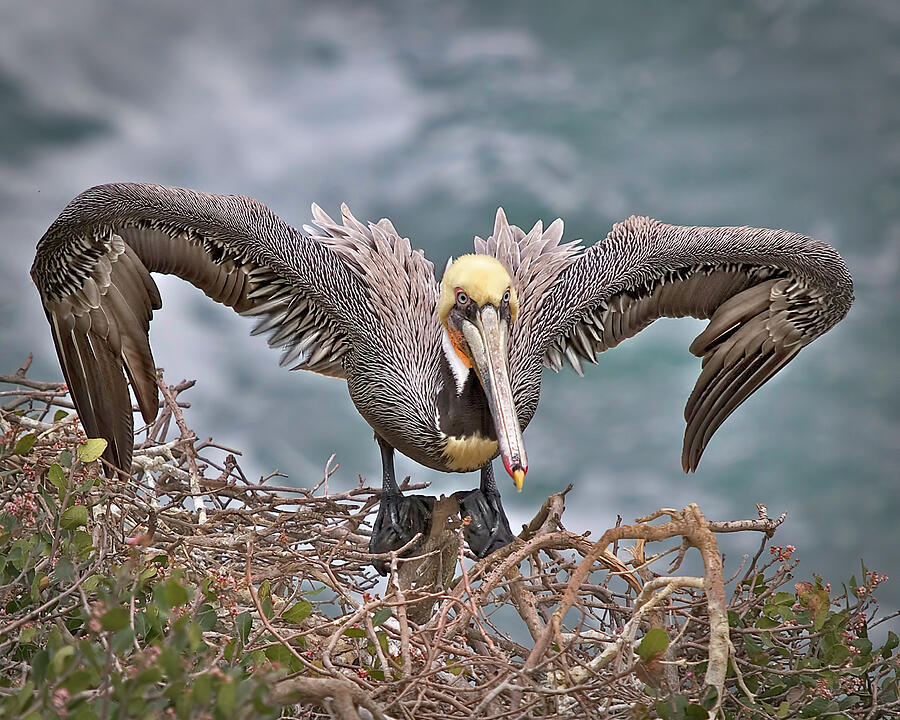 Brown Pelican Breeding Plumage Photograph By Leslie Reagan - Fine Art ...