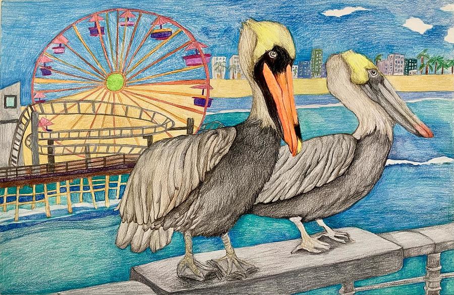 Bird Drawing - Brown Pelican by Hahrin Vivian Chiang 2nd grade by California Coastal Commission
