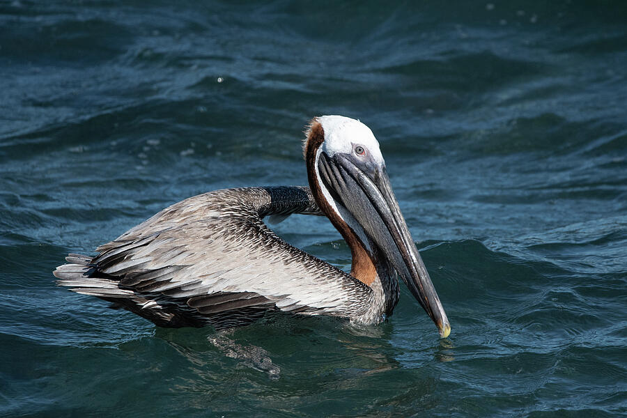 Bird Photograph - Brown Pelican by Candice Lowther
