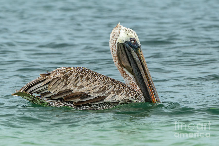 Brown Pelican Catching Fish Photograph by Nancy Gleason
