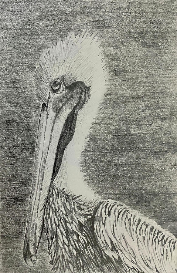 Brown Pelican Charlie Drawing by Debra Martz