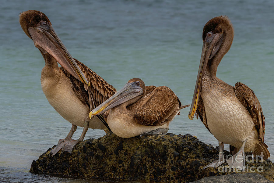 Brown Pelican Conversation Photograph by Nancy Gleason