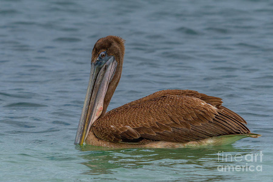 Brown Pelican Cruising the Shore of Isla Baltra Photograph by Nancy Gleason