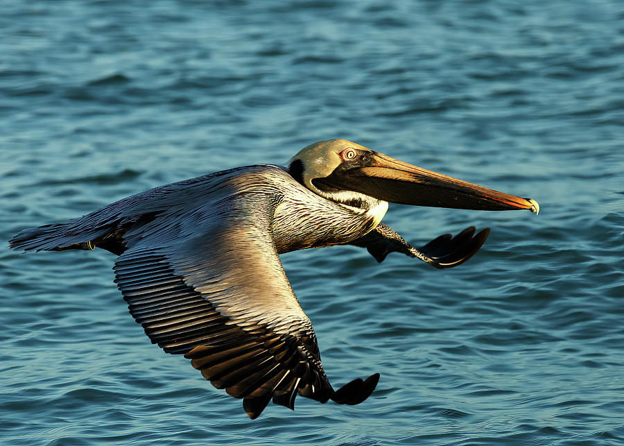 Brown Pelican Photograph by David Lee