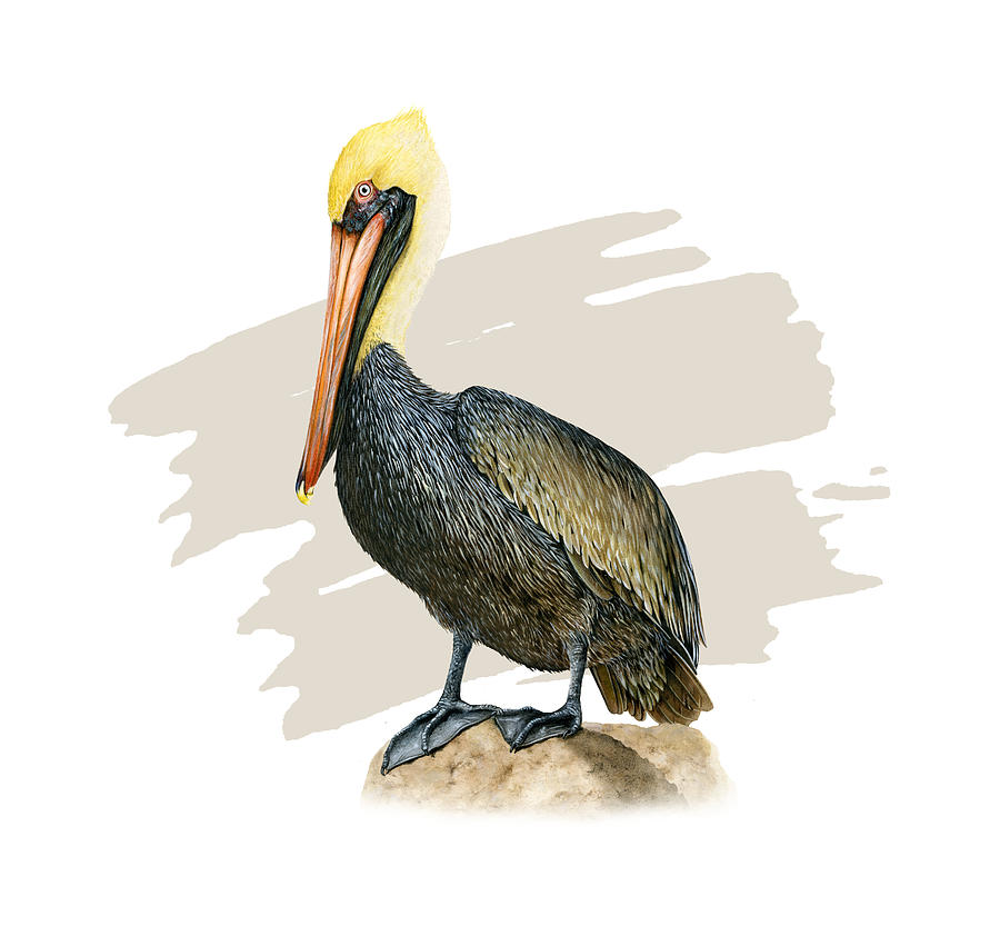 Brown Pelican Painting by Dawn Witherington