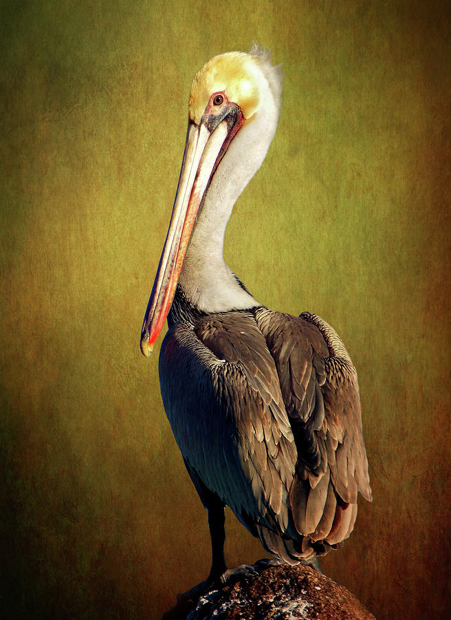 Brown Pelican Perched On Post Digital Art