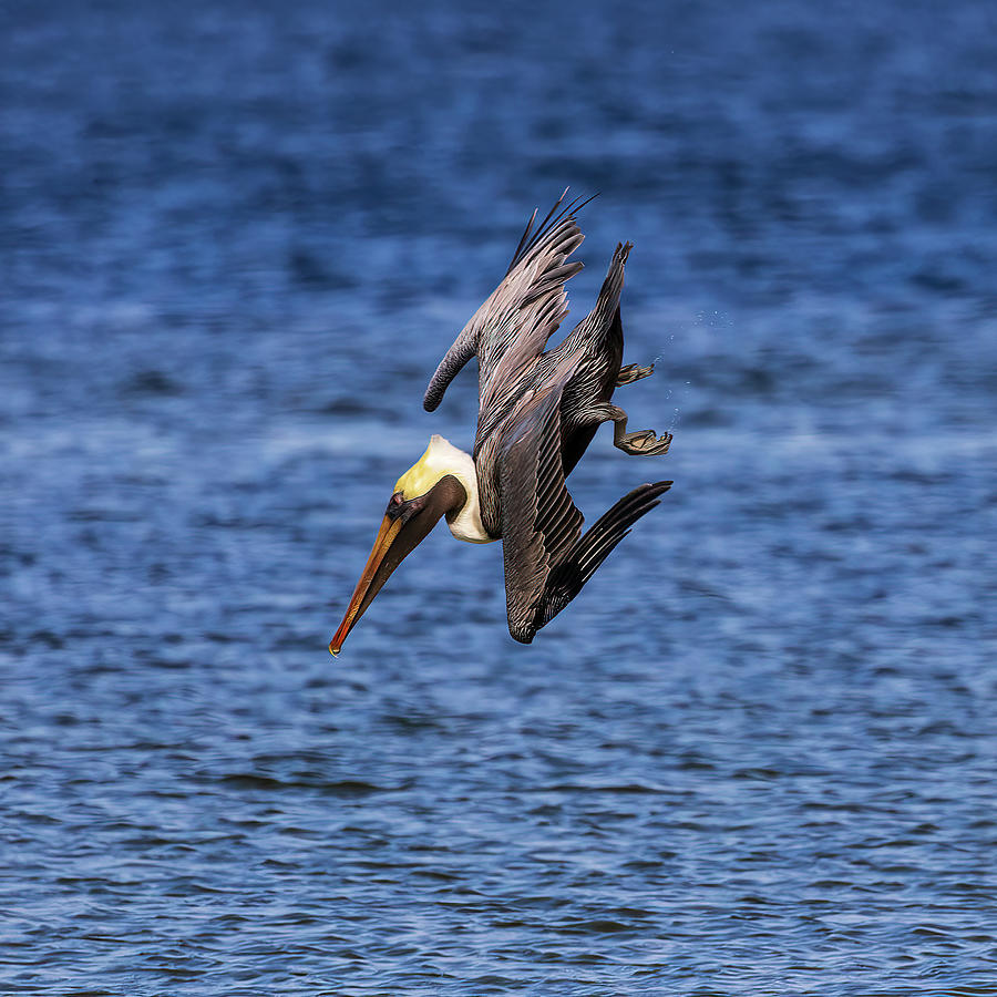 Brown Pelican dives into Estero Bay Photograph by Steve Samples - Fine ...