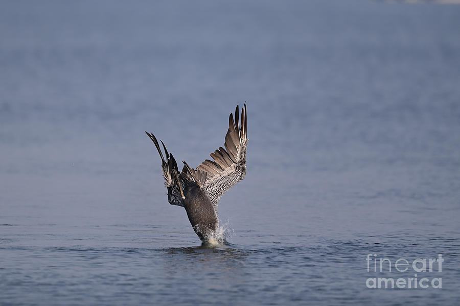 Brown Pelican Diving Straight Down Photograph by Amazing Action Photo Video